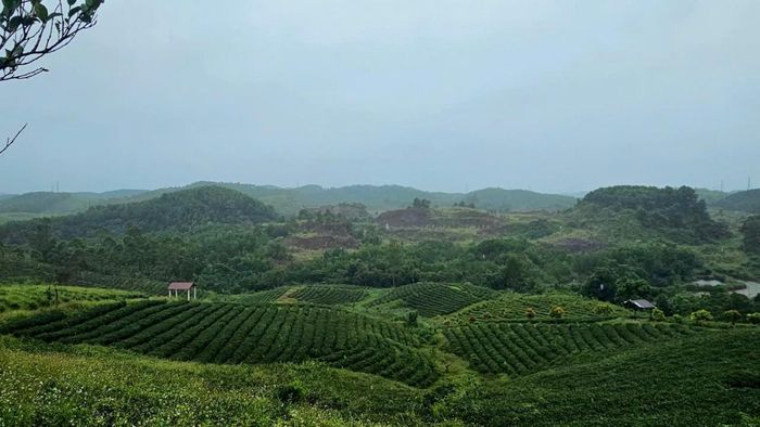 Đồi chè trồng theo hướng hữu cơ tai. Đường Hoa