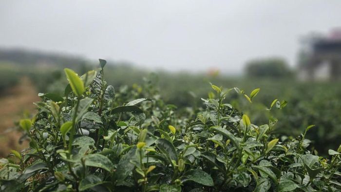 Những búp chè ở Đường Hoa trồng theo tiêu hướng hữu cơ mang lại giá trị kinh tế cao.