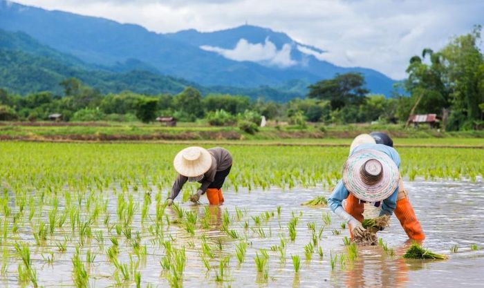 Thái Lan, quốc gia phụ thuộc lớn vào năng lượng và phân bón nhập khẩu, cũng đang chịu áp lực ngày càng tăng từ nông dân mắc nợ trước mùa gieo trồng tiếp theo