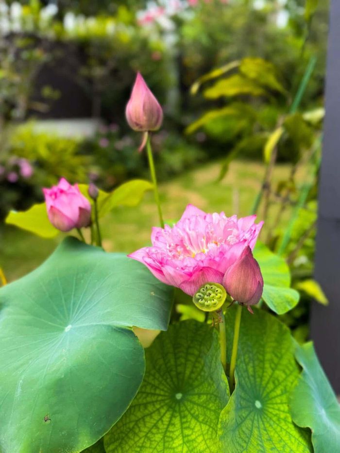 Với Diễm Quỳnh, góc vườn xóm núi chính là liều thuốc chữa lành tự nhiên.