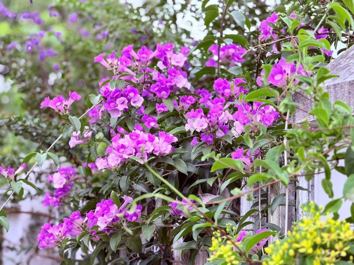 Dù thời tiết thất thường hay những ngày cơ thể mệt mỏi, chỉ cần ngắm nhìn hoa cỏ vươn mình xanh tốt, mọi áp lực công việc đều nhường chỗ cho sự bình yên và thảnh thơi trọn vẹn.