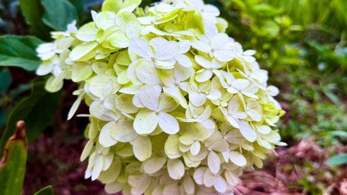 Điểm xuyết trong màu đỏ rực đó là nét trong trẻo của đóa cẩm tú cầu xanh bơ, vệt hoa tóc tiên hồng trải dài đón nắng. 