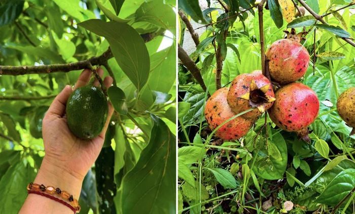 Không chỉ trồng hoa, khu vườn còn phủ xanh bởi cây na bói quả, những chùm bơ sai trĩu, cây trứng gà vàng ươm, cây lựu, cây khế trĩu cành...cùng thảm rau sạch và thảo mộc dân gian như húng chanh, hương nhu tía.