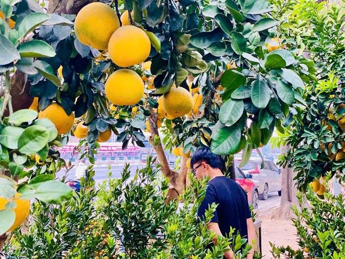 Bưởi Việt Nam được đánh giá có độ ngọt vừa phải, thanh, dễ tách múi, hợp gu người tiêu dùng hơn, không bị vị đắng và ráo nước.