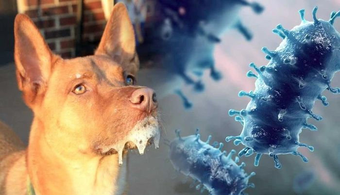  Chó, mèo nuôi trong nhà vẫn có nguy cơ mang virus dại nếu chưa được tiêm phòng đầy đủ hoặc từng tiếp xúc với động vật mắc bệnh. Ảnh: Shutterstock.