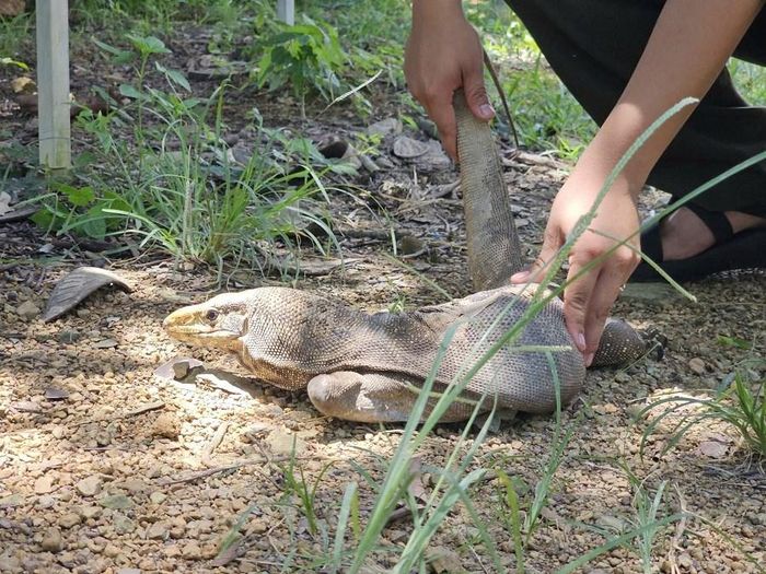 Cá thể kỳ đà vân bị cụt hai chân trước do mắc bẫy đang được chăm sóc tại Trạm
