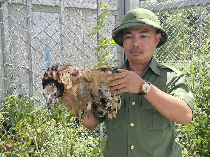 Một cá thể động vật hoang dã bị thương ở chân đang được chăm sóc tại Trạm cứu hộ động vật hoang dã