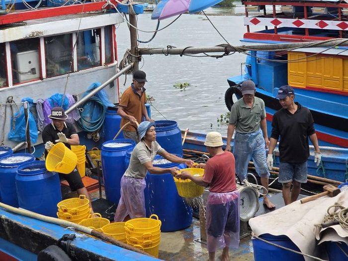Một chuyến biển bình quân mỗi tàu khai thác khoảng 2 - 3 tấn cá cơm