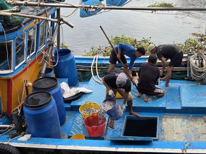 Lao động tất bật bốc dỡ cá cơm từ những tàu vừa cập bến