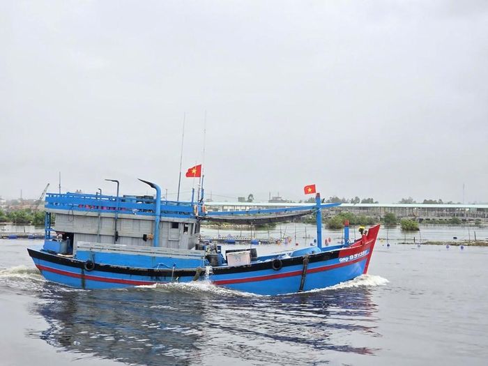Những mẻ cá cơm đầy khoang mang lại niềm vui cho ngư dân sau chuyến biển