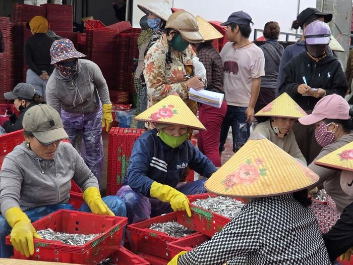 Cá cơm được các đại lý thu mua ngay sau khi ngư dân đưa lên bờ