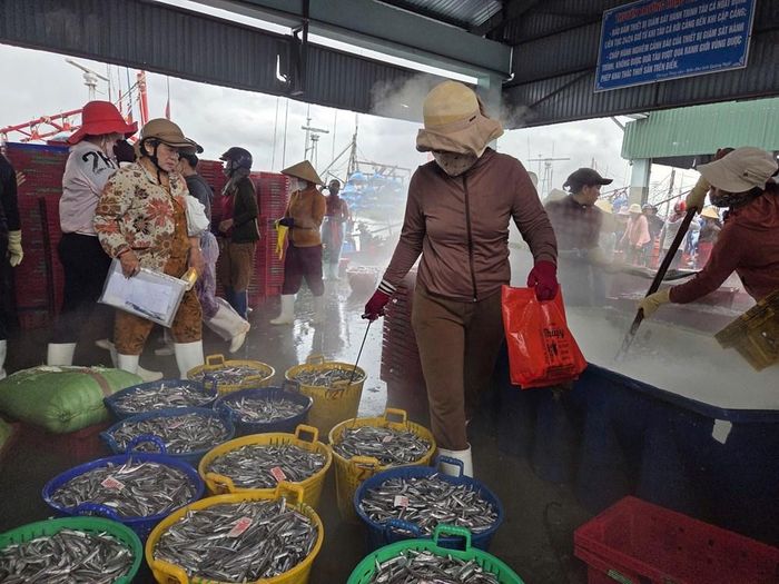 Nguồn cá cơm dồi dào tạo thêm việc làm cho lao động tại cảng