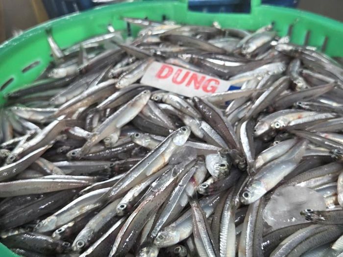 Cá cơm được phân loại ngay tại cảng trước khi chuyển đến các điểm thu mua