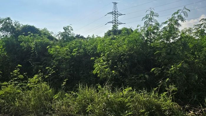 Cỏ cây mọc hoang dại từ lâu gần công trình, không có người cắt tỉa