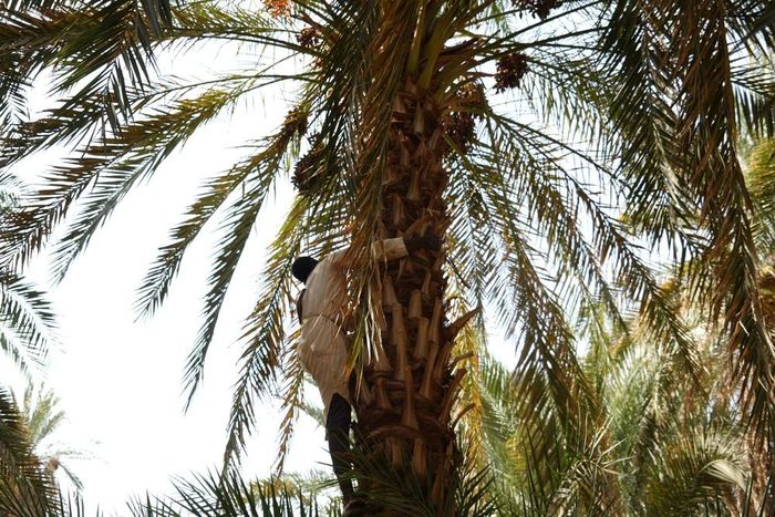 Nông dân thu hoạch chà là tại vùng Al-Baja, miền Bắc Sudan, ngày 20/9/2026