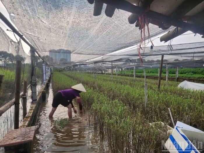 Ruộng rau kinh giới của bà Nguyễn Thị Nhượng chưa kịp thu hoạch đã bị nước ngập phải nhổ bỏ.