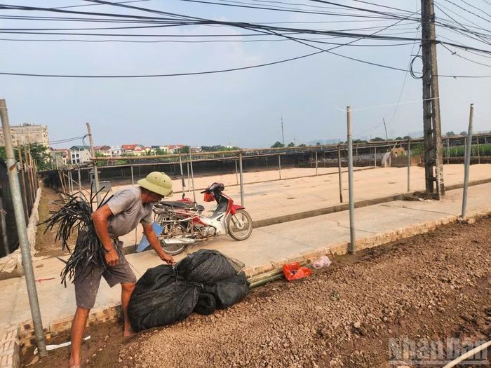 Các hộ nông dân trồng hoa màu Tây Tựu nén lại nỗi buồn mất mùa, tiếp tục chuẩn bị trồng vụ mới cùng hy vọng kịp thu hoạch dịp Tết này.
