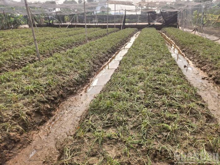 Những luống rau màu tại Tây Tựu gục nát sau nhiều ngày ngâm nước.