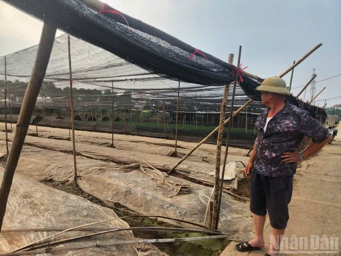 Ông Nguyễn Hữu Hào buồn bã nhìn những ruộng hoa của gia đình mất trắng.