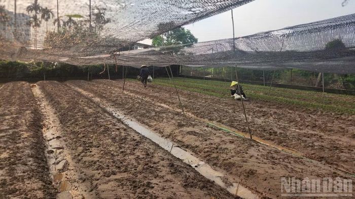 Những người nông dân Tây Tựu ra đồng cố vớt vát lại chút rau còn có thể thu hoạch.