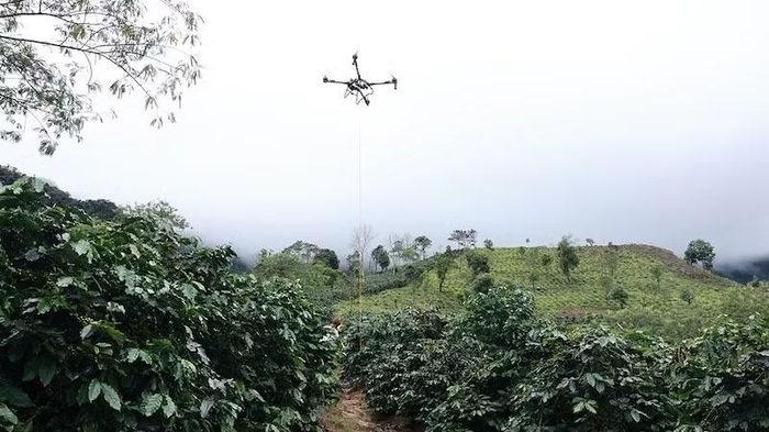 Quả cà-phê được đóng gói cẩn thận trước khi vận chuyển bằng UAV từ vườn xuống điểm tập kết, thu mua dưới chân đồi. (Ảnh: Vietnam Post)