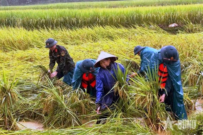 Giúp dân thu hoạch lúa, hạn chế thiệt hại do mưa lũ gây ra. 