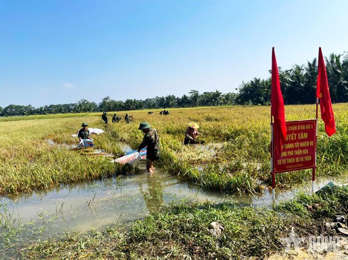 Cán bộ, chiến sĩ cùng người dân khẩn trương thu hoạch lúa.