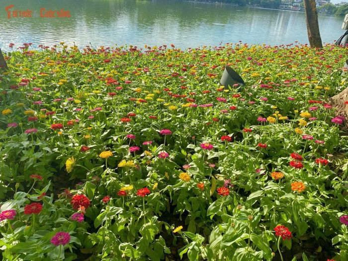 Mùa thu Hà Nội không kéo dài, thông thường tiết trời lý tưởng nhất chỉ diễn ra trong khoảng 2 tuần nên nhiều người đã tranh thủ thời tiết đẹp vào cuối tuần vừa rồi để dạo quanh hồ Gươm.