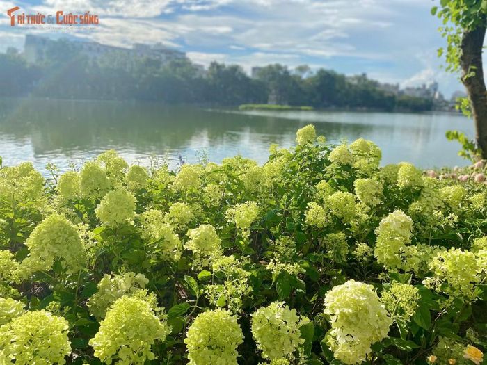 Chiếm trọn sự chú ý những ngày qua là dải cẩm tú cầu xanh mát mắt. Không mang sắc xanh lơ hay hồng tím quen thuộc như ở Đà Lạt, giống cẩm tú cầu được phủ khắp lối đi ven hồ lại mang gam màu xanh chanh, xanh cốm non độc lạ. Mỗi chùm hoa xòe to, đan cài dày đặc tạo thành một bức tường thiên nhiên ngập tràn sức sống.