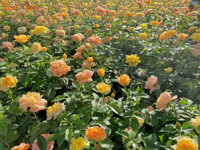 Những thảm hoa hồng màu cam - vàng khoe sắc dưới bóng mát của hàng cây cổ thụ soi bóng xuống mặt hồ.