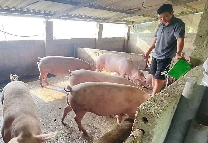 Gia đình chị Bàn Phương Thảo tận dụng bột cám gạo làm thức ăn cho lợn.