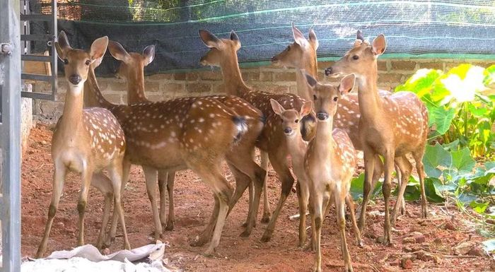 Nhờ ý chí, đồng lòng, đôi vợ chồng trẻ tạo thêm động lực trong phát triển kinh tế.