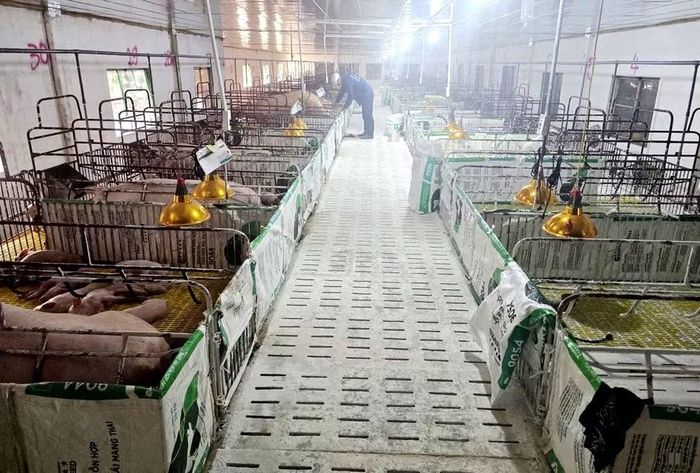 Trang trại chăn nuôi lợn công nghiệp tại xã theo quy trình hữu cơ, an toàn sinh học.