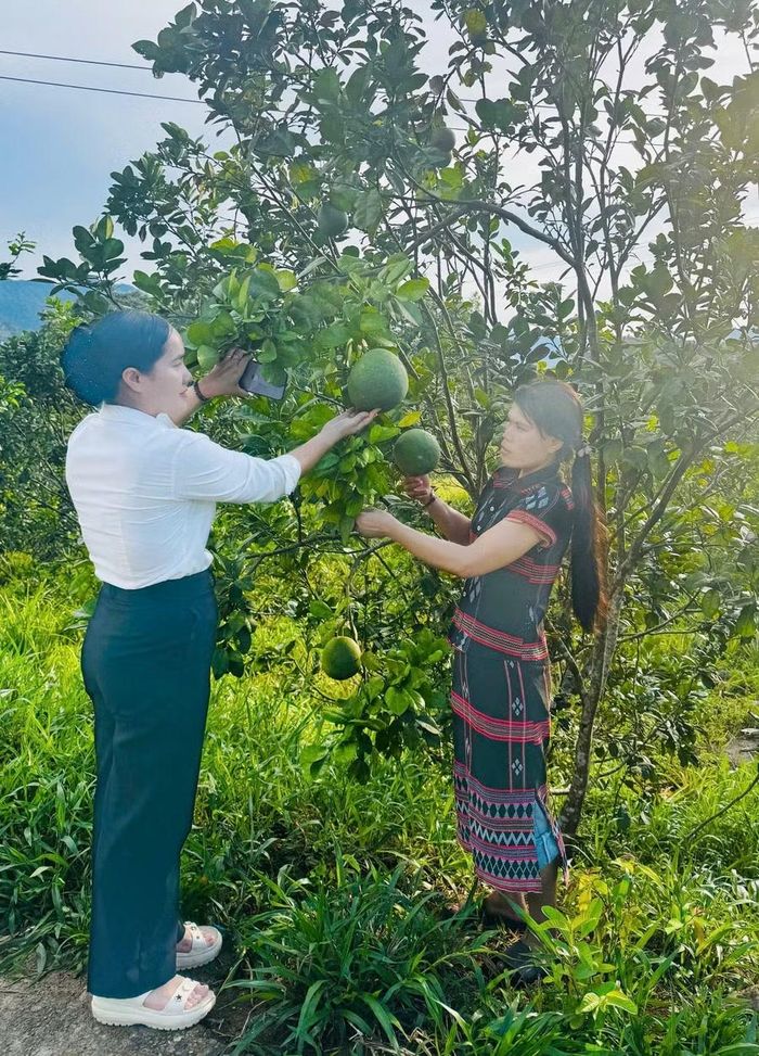 Sản phẩm cây ăn trái phát triển tại Nam Đông.