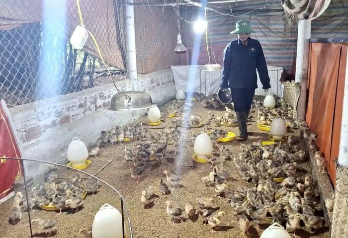 Các mô hình chăn nuôi sinh kế trọng điểm như nuôi gà được triển khai đến các hộ nghèo ở xã Nam Đông.