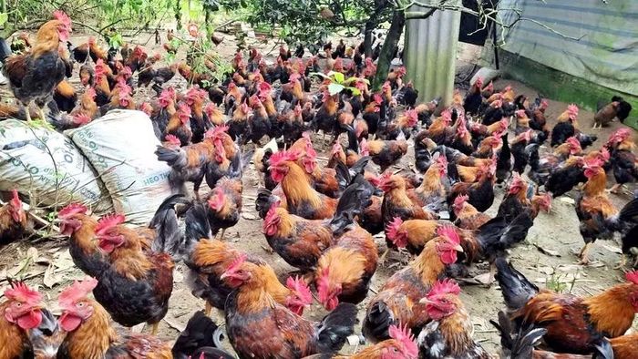 Hộ nuôi gà ri thương phẩm hữu cơ với quy mô từ 300 đến 500 con mỗi lứa mang lại thu hoạch cao.