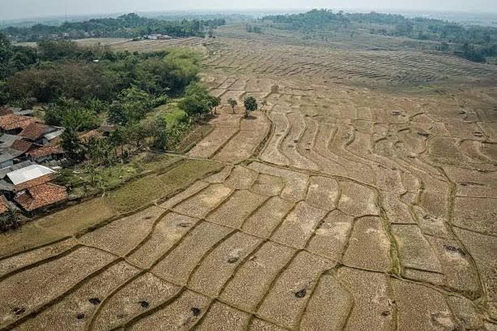 Một cánh đồng lúa khô cằn do mùa khô kéo dài tại làng Wening Galih, tỉnh Tây Java, Indonesia, ngày 28/8. (Nguồn: Getty Images)