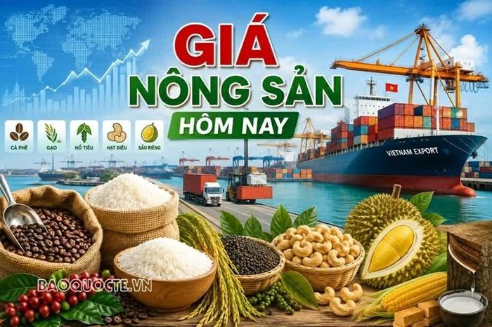 Giá nông sản hôm nay 21/9/2026: Giá cà phê trong nước đi ngược thế giới, thị trường vẫn chịu áp lực lớn ; Tín hiệu tích cực từ đàm phán Mỹ-Trung.