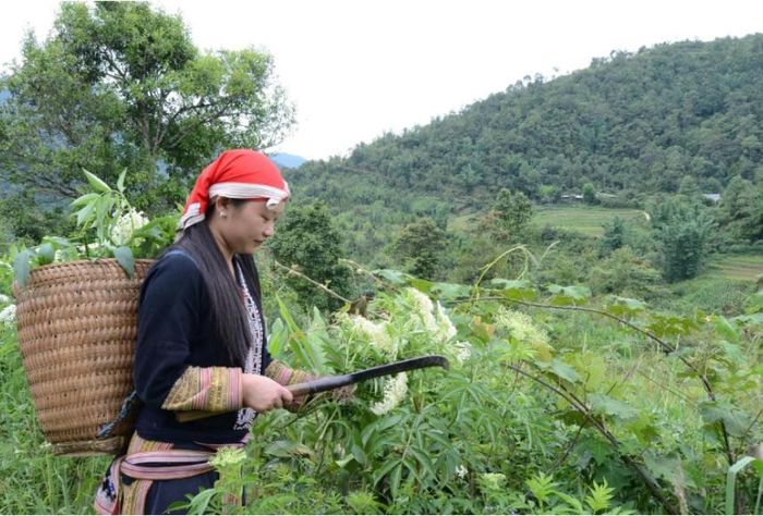Người Dao đỏ ở Lào Cai thu hái cây thuốc, gìn giữ kinh nghiệm sử dụng dược liệu được truyền qua nhiều thế hệ. (Ảnh: dulichlaocai)
