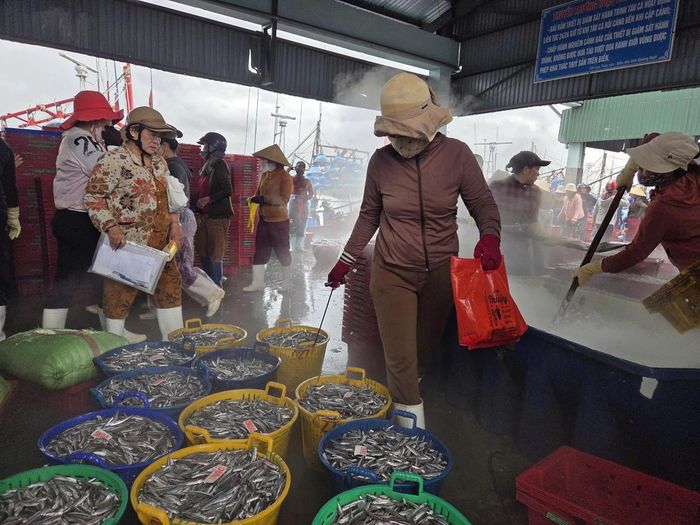 Mỗi tàu cá cơm cập cảng thường cần khoảng 30-40 lao động tham gia bốc dỡ, phân loại. Công việc được tính theo sản lượng, nên cá về càng nhiều, lao động trên bờ càng có thêm việc làm.