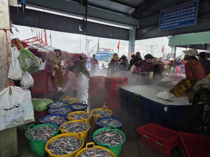 Cá được đưa lên bờ nhanh chóng, sau đó chuyển đến các đại lý thu mua, cơ sở chế biến thủy sản và các cơ sở làm nước mắm.