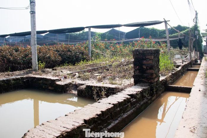 Làng hoa Tây Tựu là vùng chuyên canh hoa lớn của Hà Nội, tạo sinh kế ổn định cho hàng trăm hộ dân. Đợt mưa ngập những ngày qua đã làm chìm sâu nhiều diện tích hoa và rau màu, gây ảnh hưởng trực tiếp đến hoạt động sản xuất và nguồn thu nhập của các hộ canh tác tại đây.