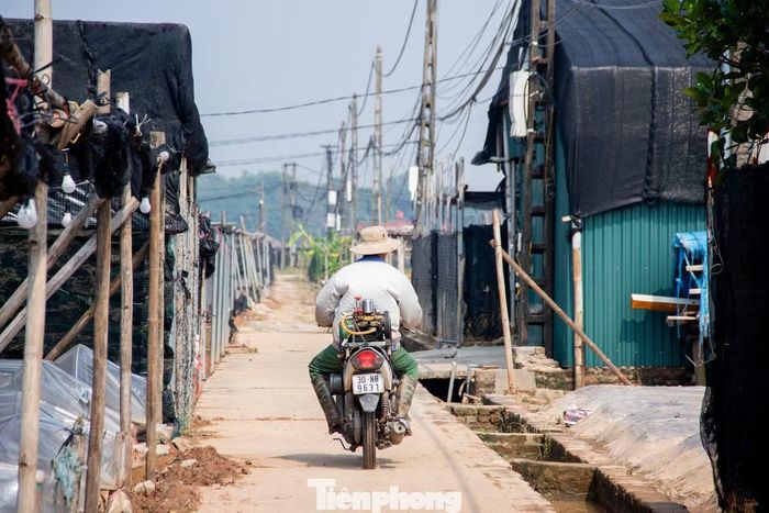 Suốt nhiều ngày qua, hàng loạt hộ dân liên tục vận hành máy bơm với hy vọng cứu vãn phần cây trồng còn lại, đồng thời đẩy nhanh việc tiêu thoát nước để đất sớm khô ráo, kịp thời xuống giống cho vụ hoa Tết.