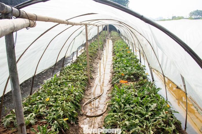 Việc ngập úng kéo dài khiến phần lớn diện tích hoa đến kỳ thu hoạch bị dập nát, thối hỏng và mất trắng.