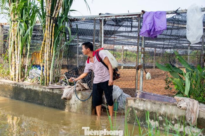 Xuống giống 3,5 sào cúc chuẩn bị cho vụ Tết, anh Long (người dân tại làng hoa Tây Tựu) đành nhìn toàn bộ diện tích hoa màu bị hư hỏng sau đợt ngập úng. Thời điểm nước lũ tràn về, gia đình đã liên tục vận hành máy bơm tiêu úng nhưng lượng nước dâng quá tôi đành chấp nhận nước ngập. Khi nước bắt đầu rút, hàng nghìn gốc cúc bị ngâm nước lâu ngày đã thối rữa, buộc gia đình phải phun thuốc, khử khuẩn và xử lý lại đất để kịp xuống giống đợt mới. "Chỉ sau một ngày ngập úng, gia đình tôi thiệt hại hàng chục triệu đồng", anh Long chia sẻ.