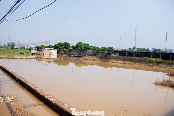 Nước lũ rút chậm khiến nhiều diện tích canh tác hoa và rau màu của người dân làng hoa Tây Tựu vẫn ngập sâu trong nước.