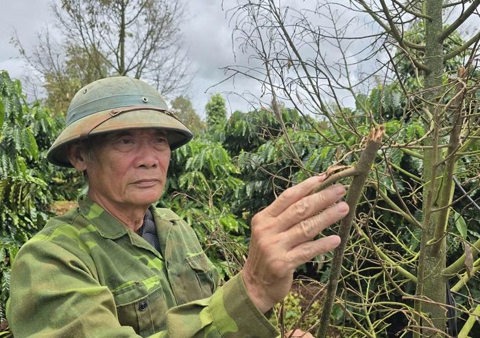 Ông Thủy xót xa khi chứng kiến toàn bộ vườn sầu riêng đang cho thu hoạch thiệt hại.