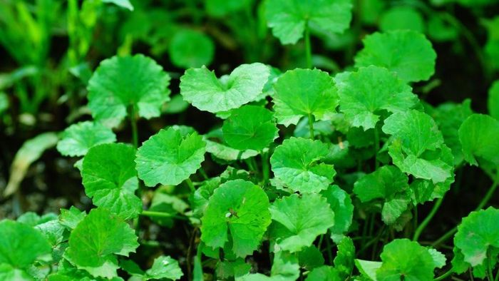 Rau má có nhiều tác dụng cho sức khỏe.