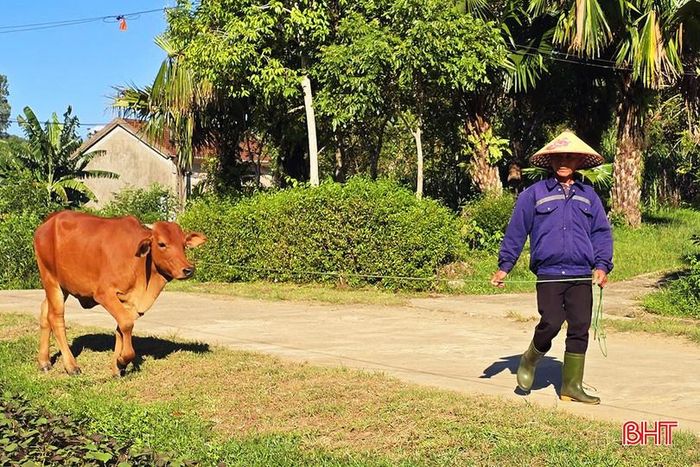 Ông Doãn Đức Trí luôn chăm sóc con bò được hỗ trợ với hy vọng có nguồn sinh kế bền vững.
