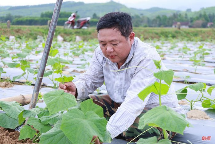 Vụ đông năm 2026, Hà Tĩnh phấn đấu hình thành các vùng sản xuất rau màu tập trung hàng hoá liên kết với doanh nghiệp.